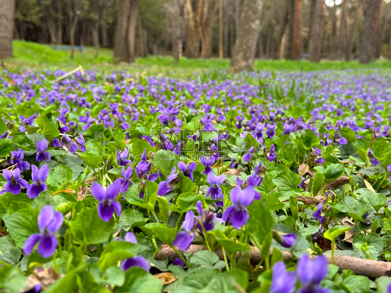 春天的花。紫罗兰在春天的森林里盛开。中提琴odorata。照片摄影图片