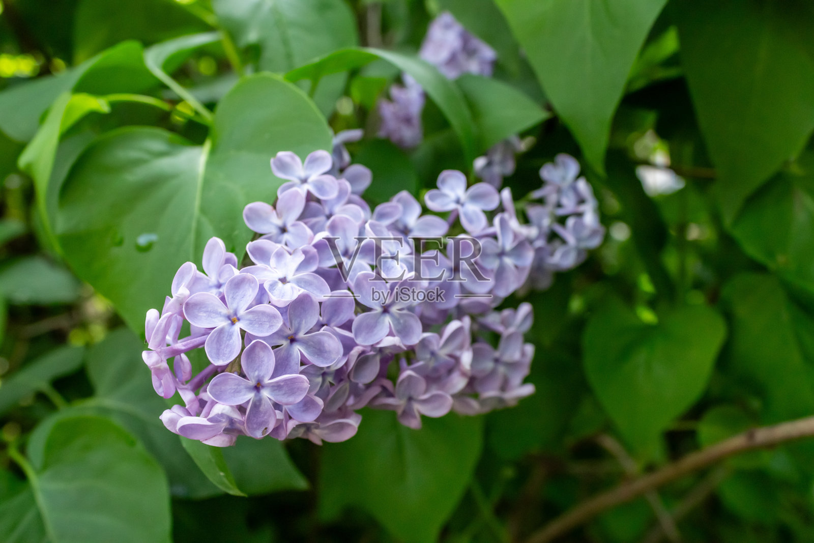 紫丁香的美丽在阳光明媚的日子里绽放照片摄影图片