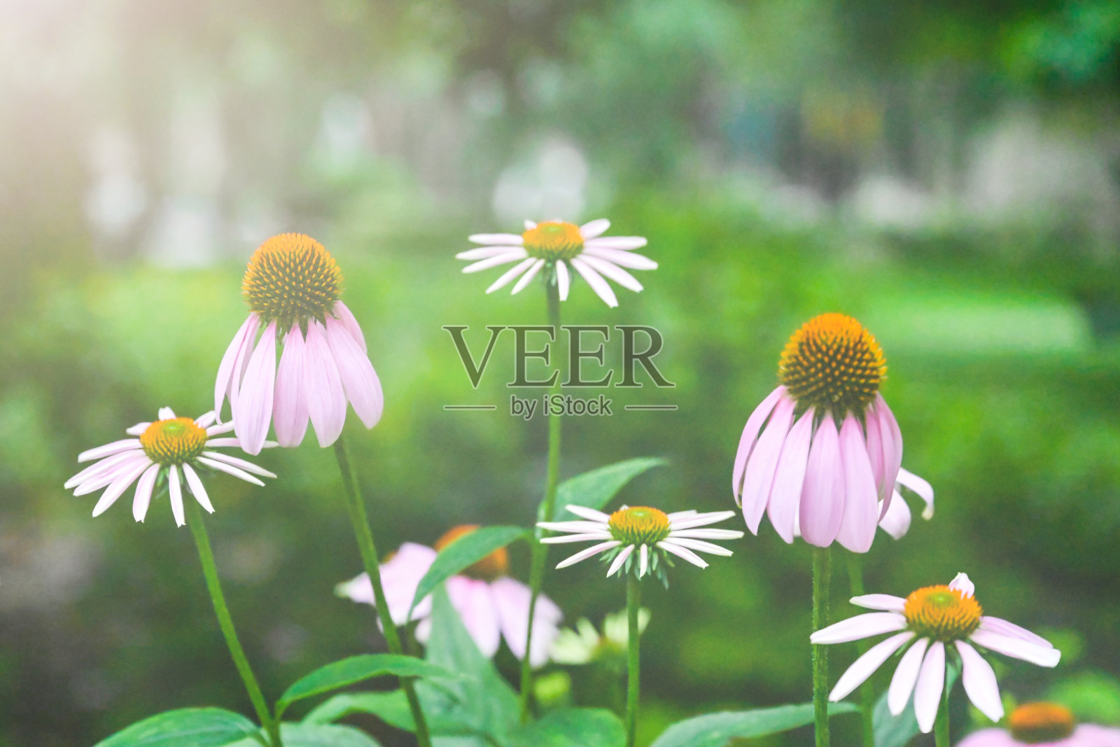 松果菊照片摄影图片