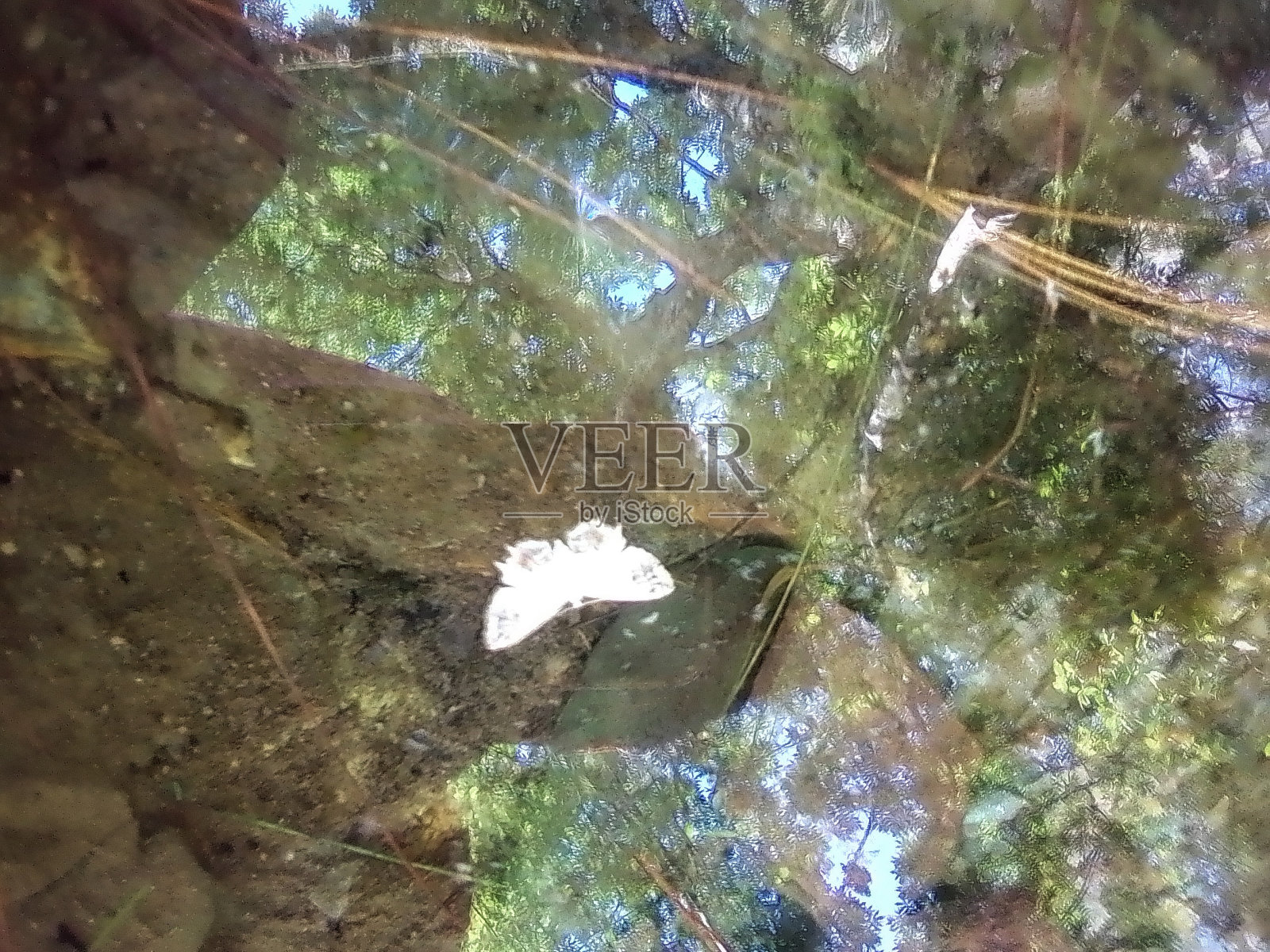 水中蝴蝶照片摄影图片