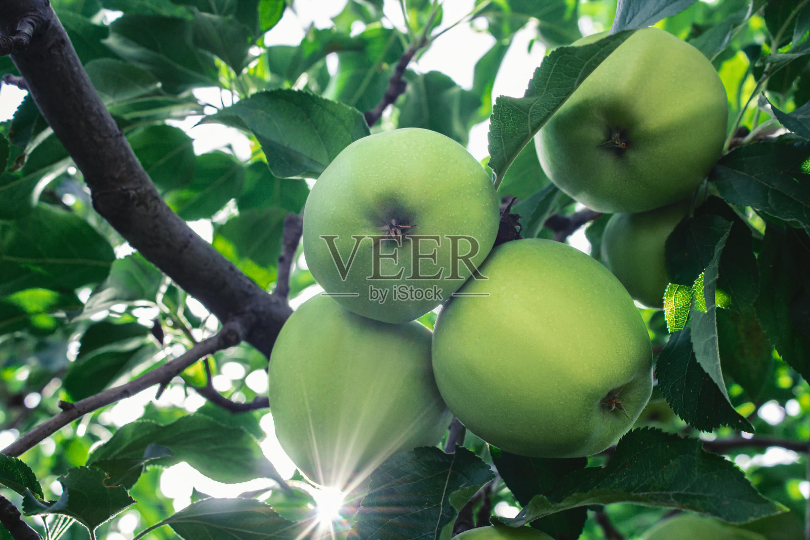 几个青苹果特写照片摄影图片