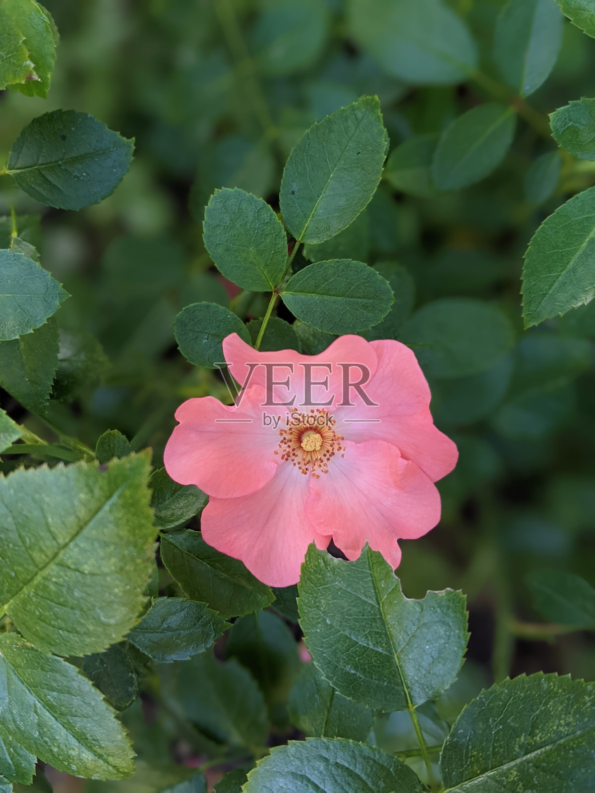 一朵野玫瑰照片摄影图片