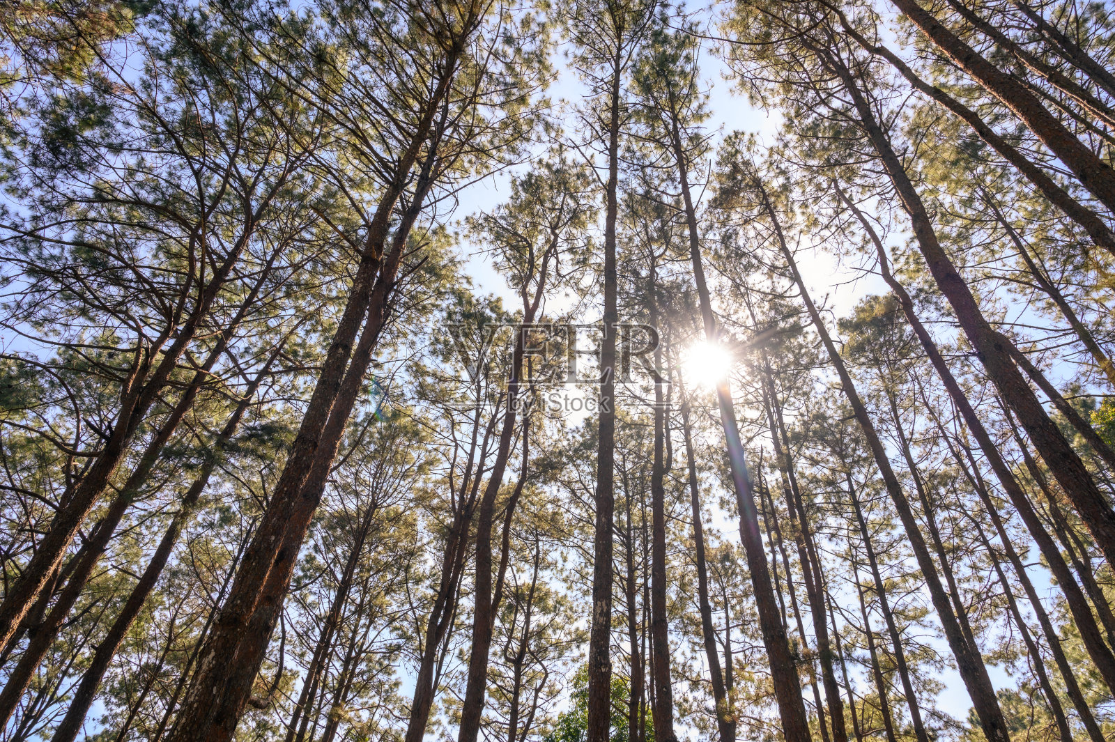 松林与阳光和自然景观。看看头顶上许多松树，背景是干净的天空。照片摄影图片