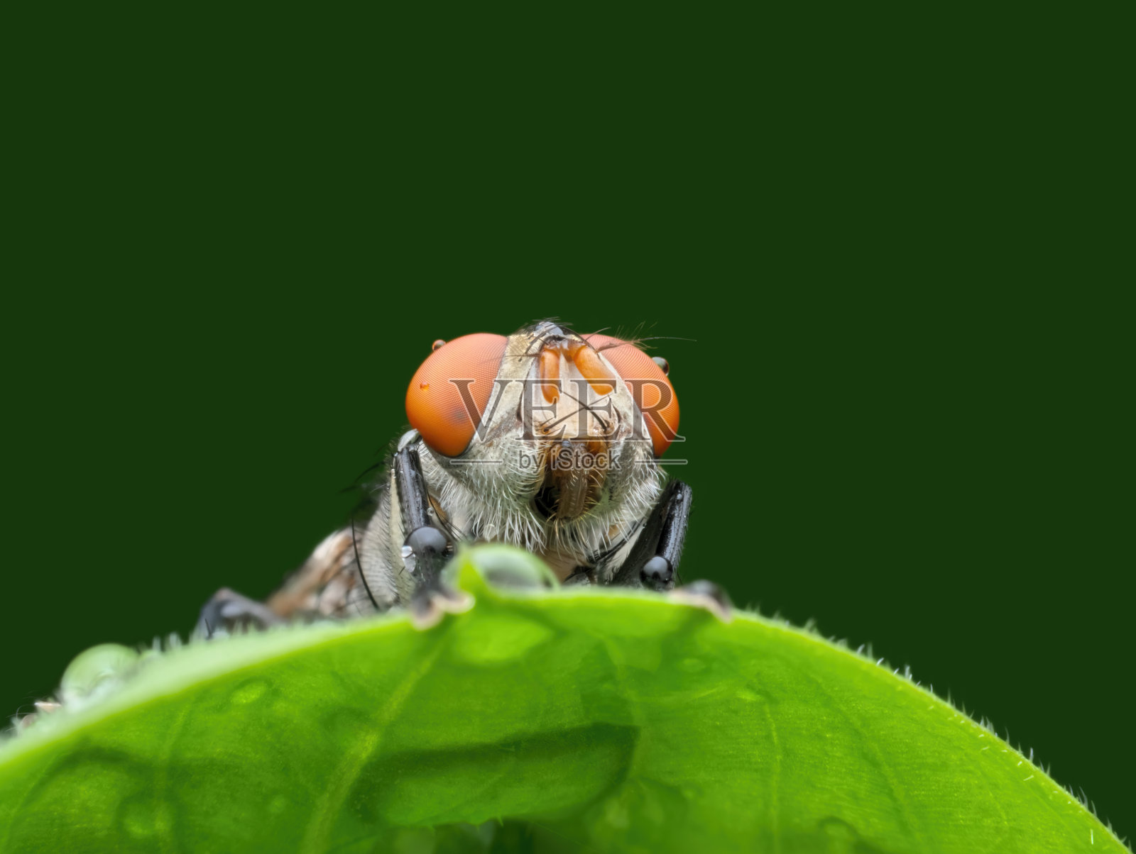 苍蝇带着叶子上的水滴照片摄影图片