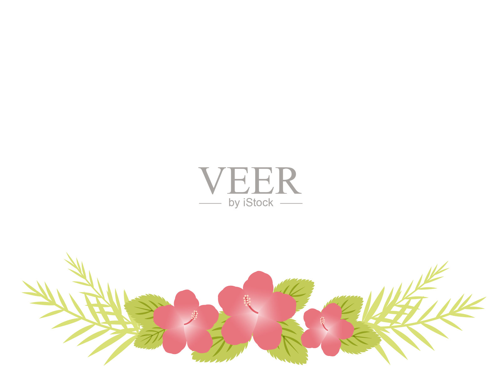 木槿的剪贴画框架。插画图片素材