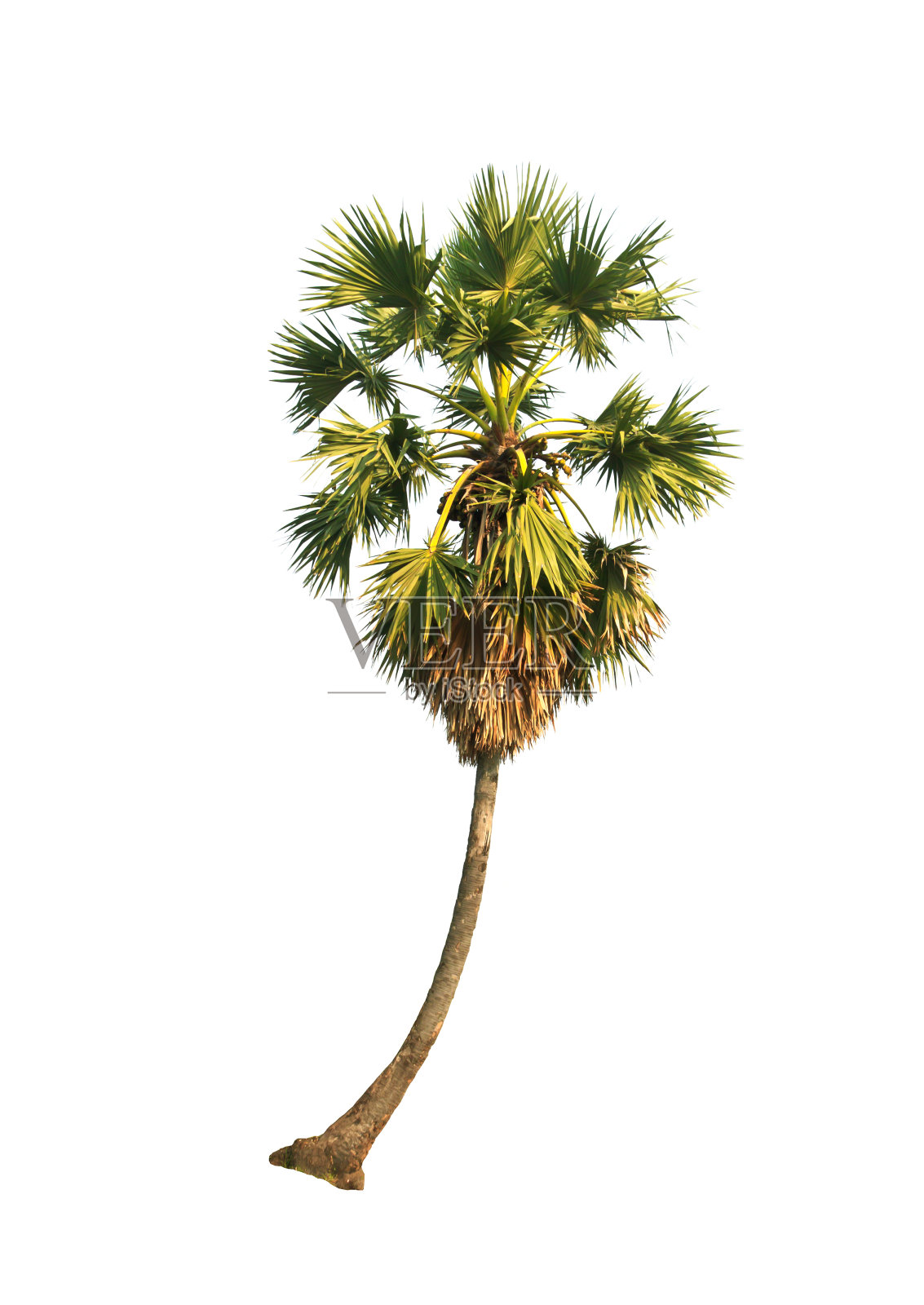 棕榈树照片摄影图片