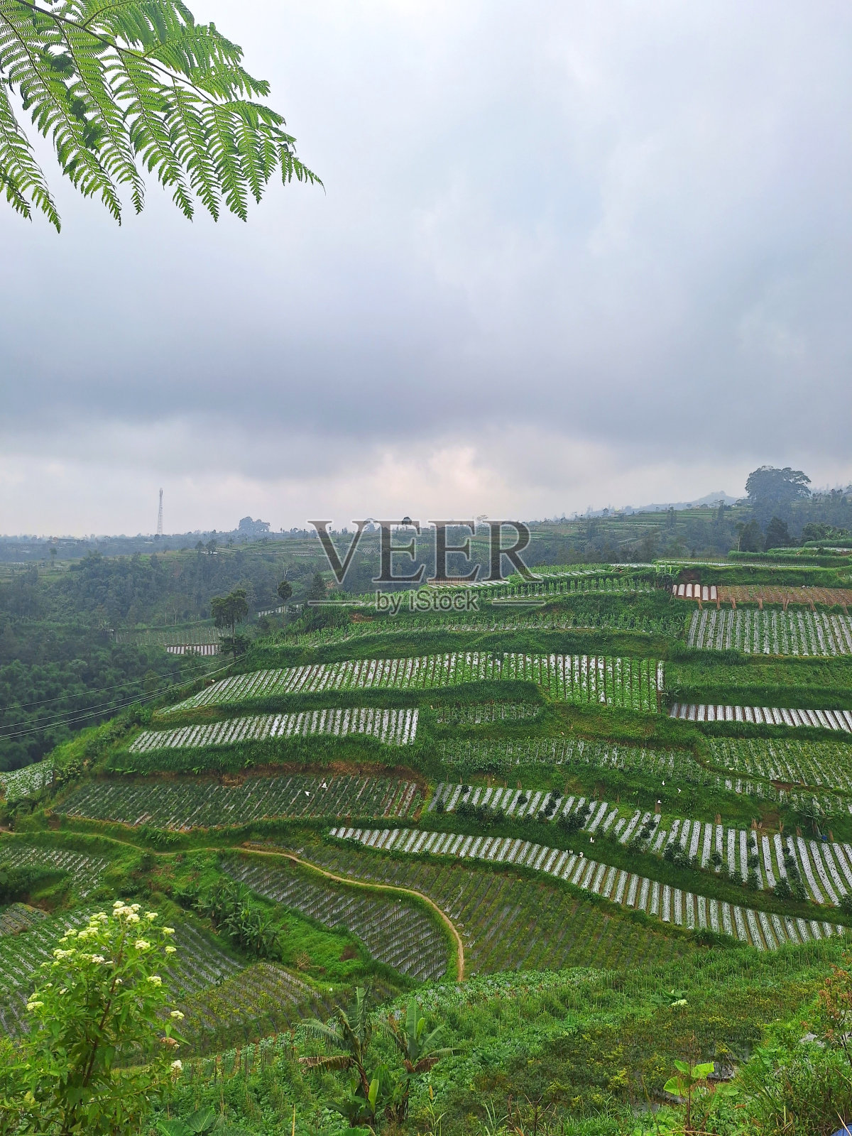 从山顶俯瞰梯田的美丽景色照片摄影图片