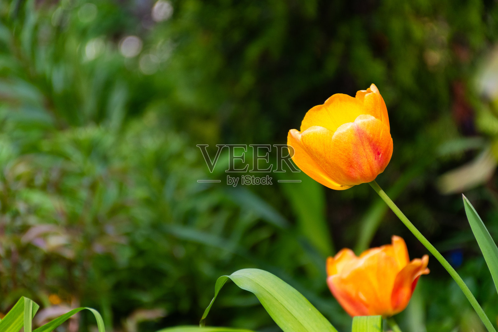 黄色郁金香照片摄影图片