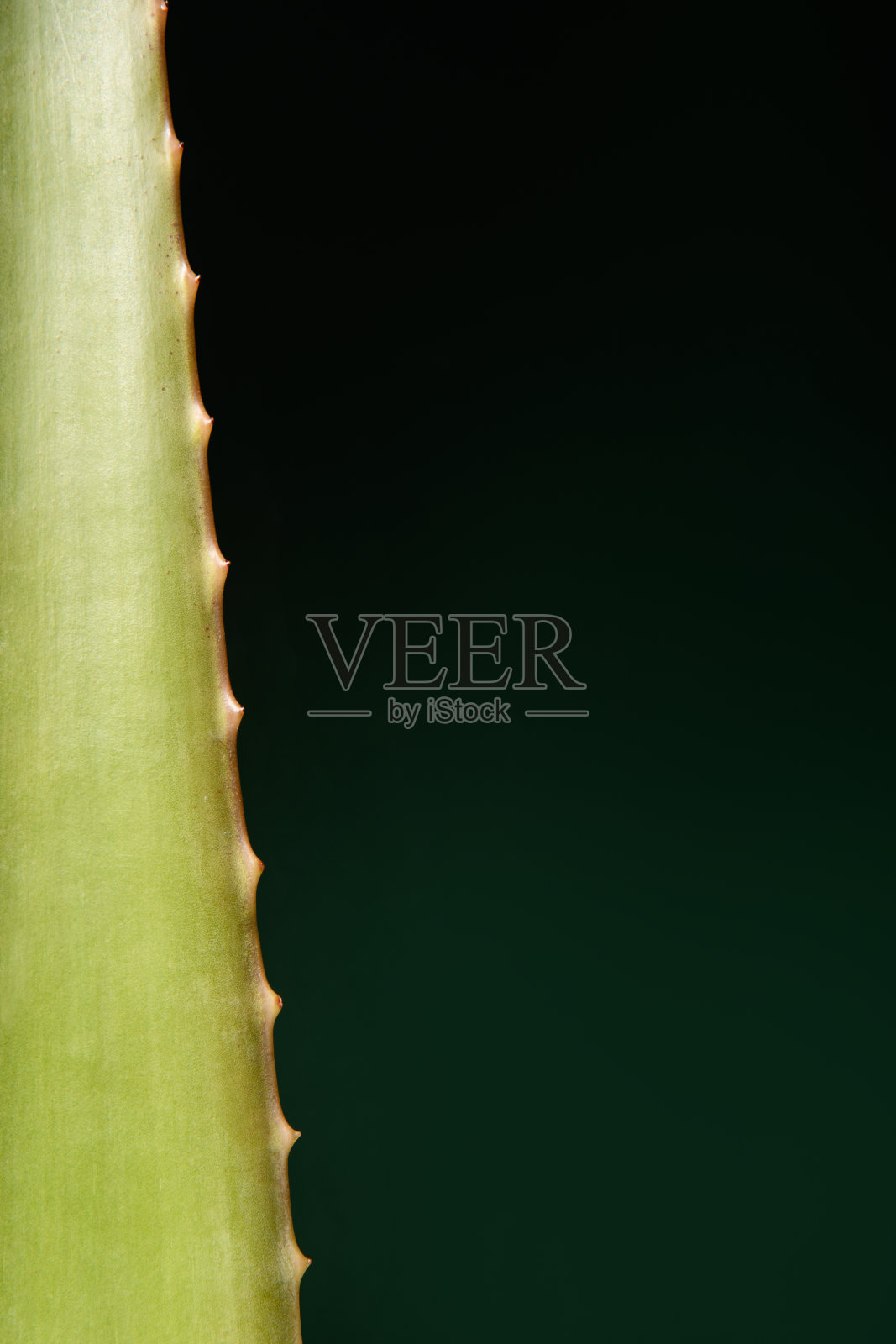 墨西哥芦荟。横幅上的主题是芦荟化妆品。深绿色背景。伟大的芦荟叶。照片摄影图片