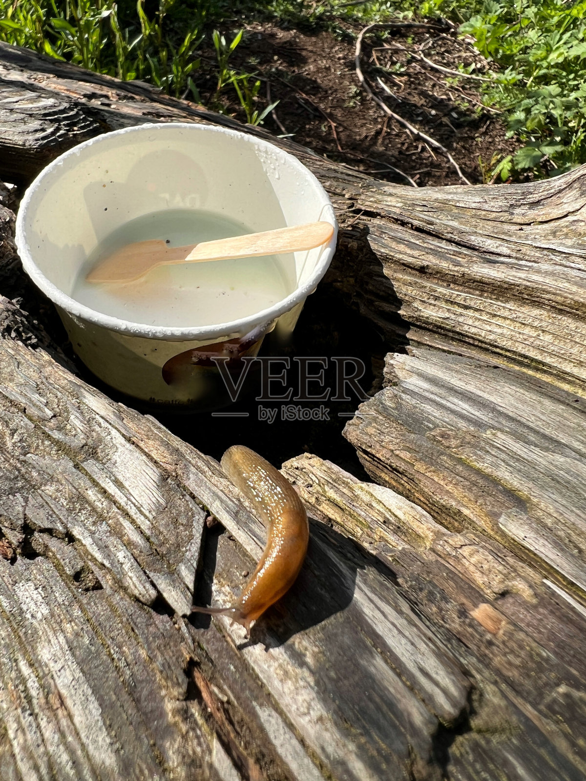 森林蛞蝓照片摄影图片