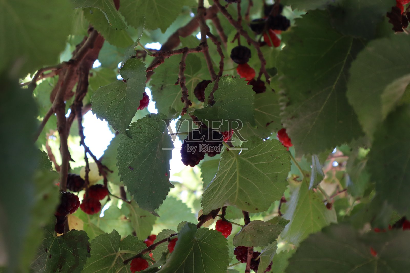 成熟和未成熟的黑桑树在树枝上。特写镜头。照片摄影图片