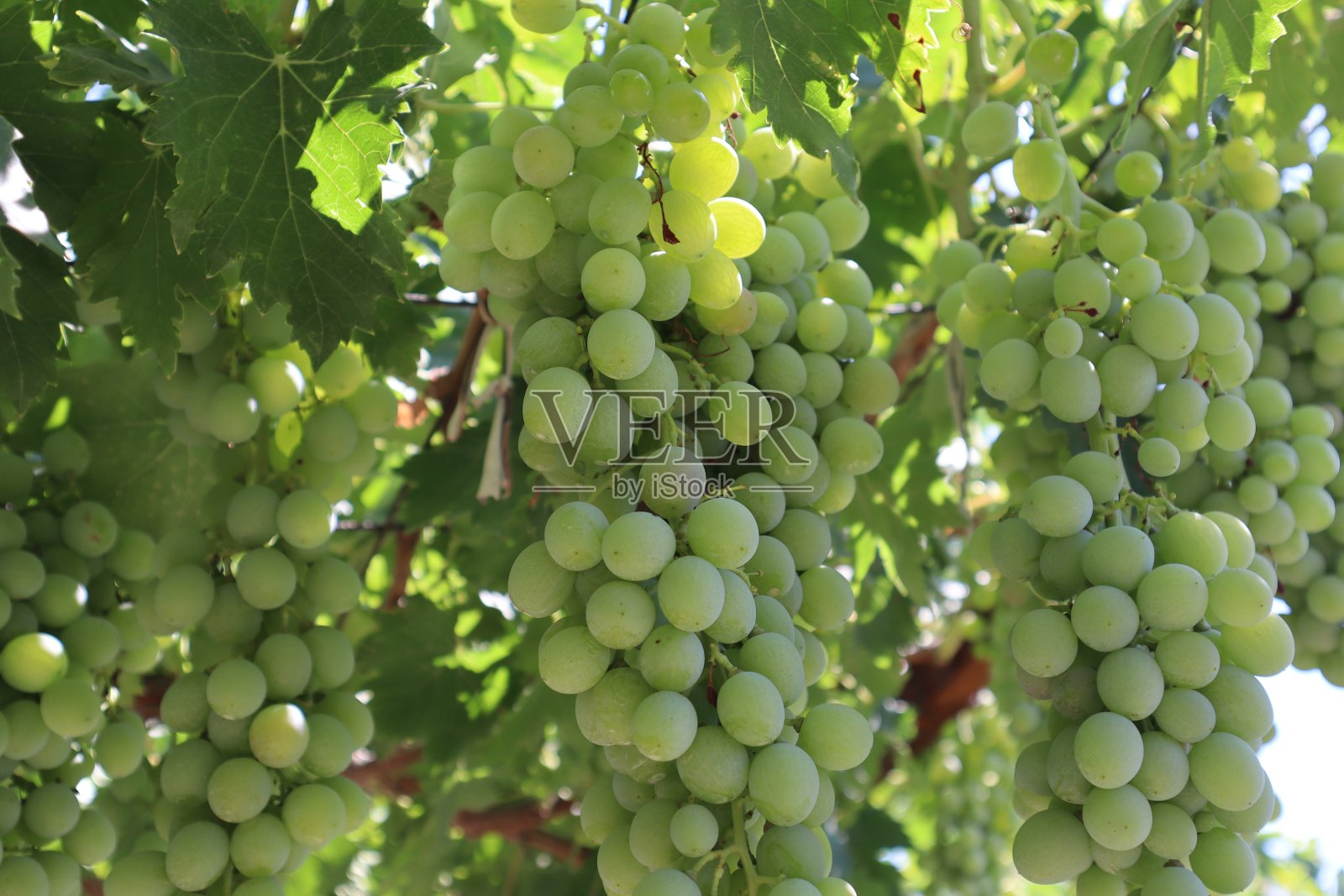 葡萄藤枝上的葡萄照片摄影图片