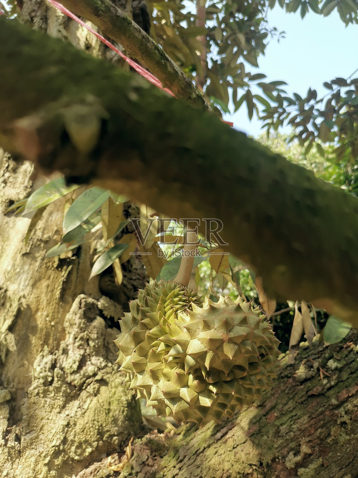 榴莲果实在树上的特写照片摄影图片