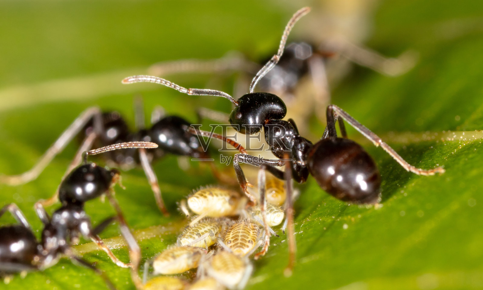 树叶上蚂蚁和蚜虫的特写。宏照片摄影图片
