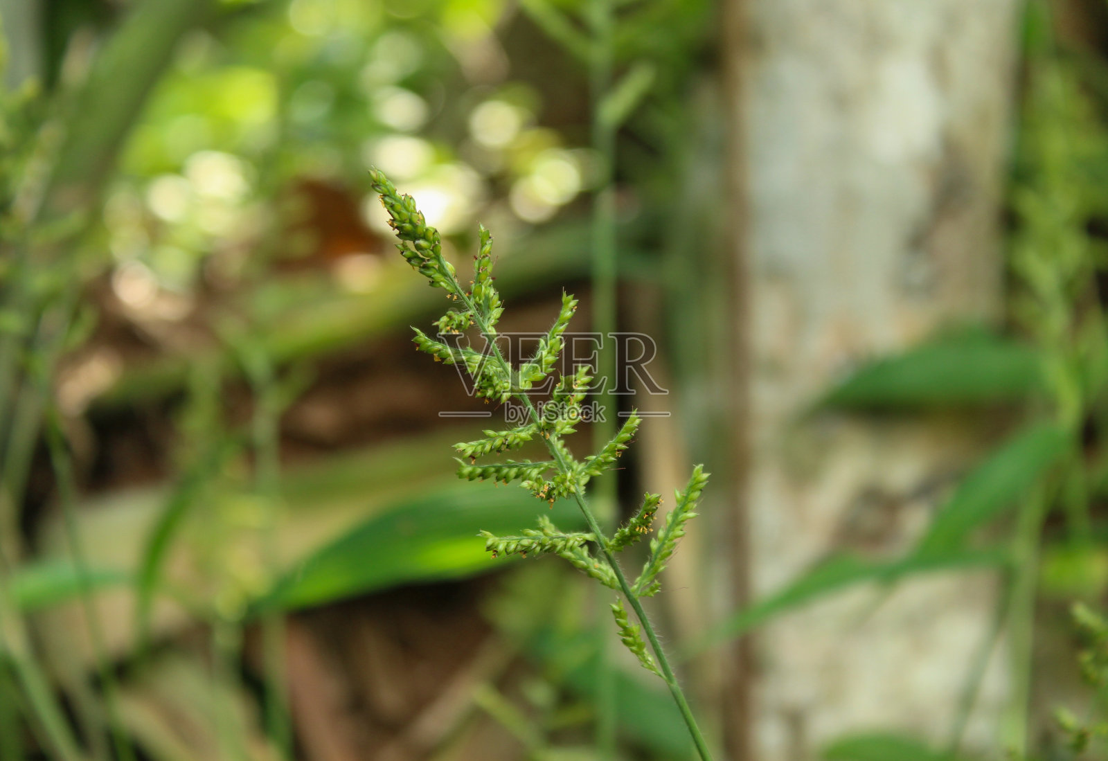 苍耳草生长在野外照片摄影图片