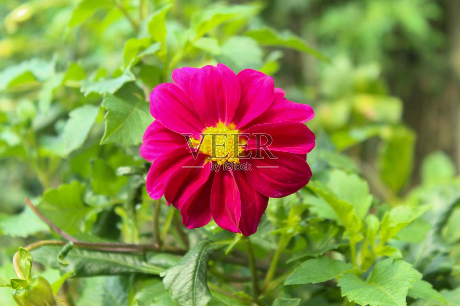 美丽的大丽花盛开在房子的院子里照片摄影图片