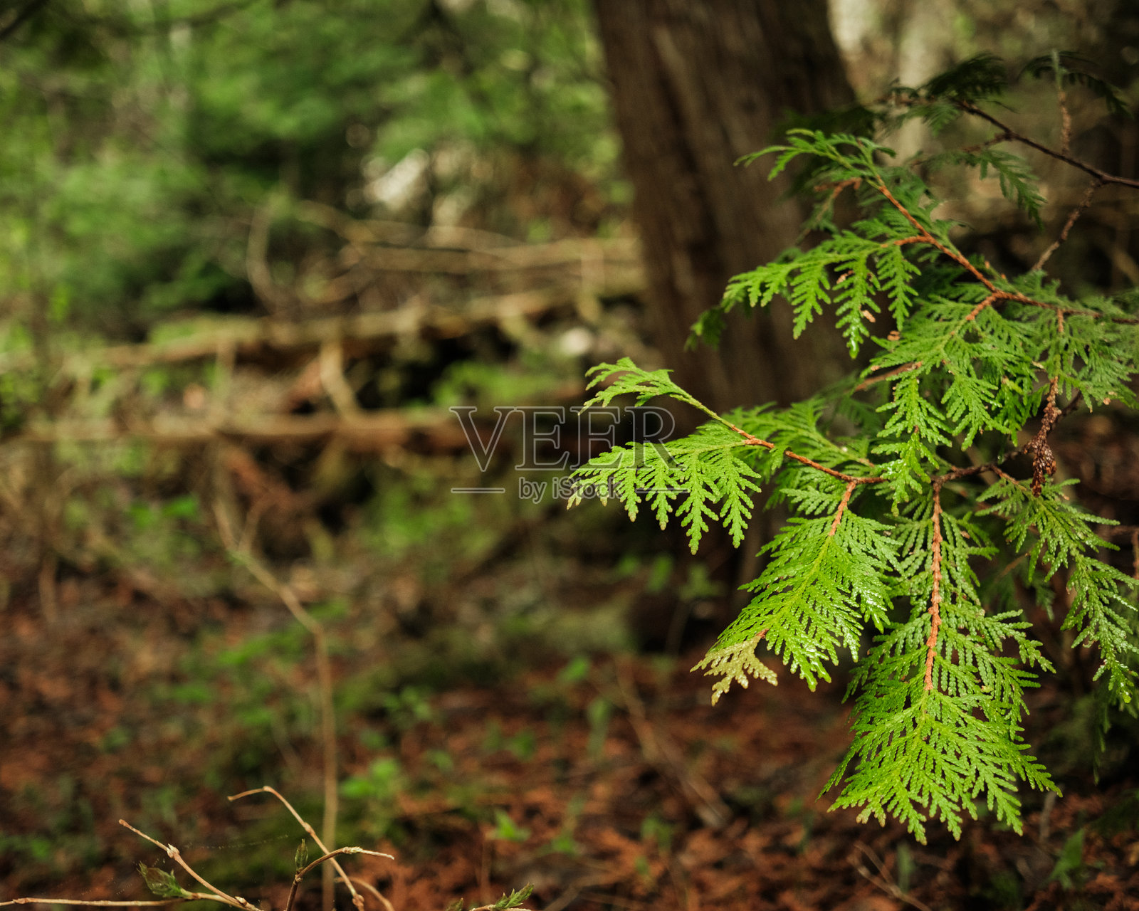 安大略省托伯莫里的树叶照片摄影图片