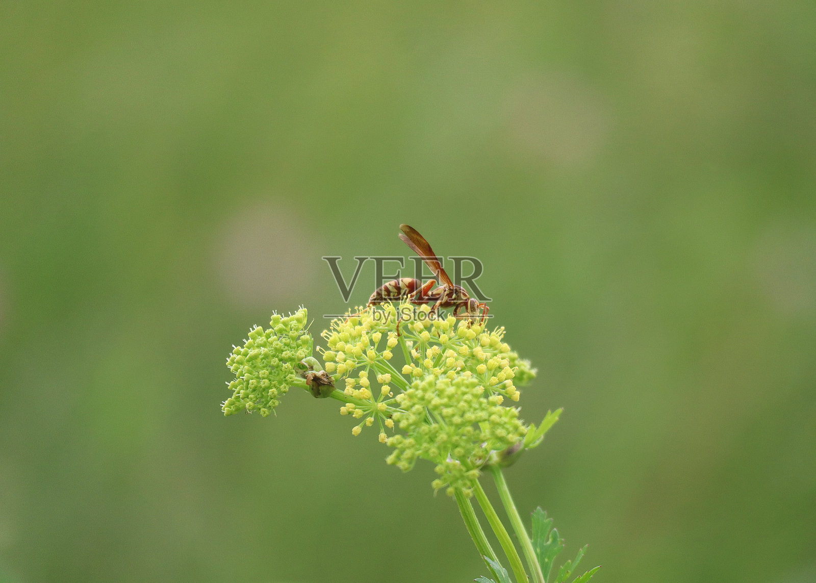 黄野花上纸黄蜂的剖面照片摄影图片