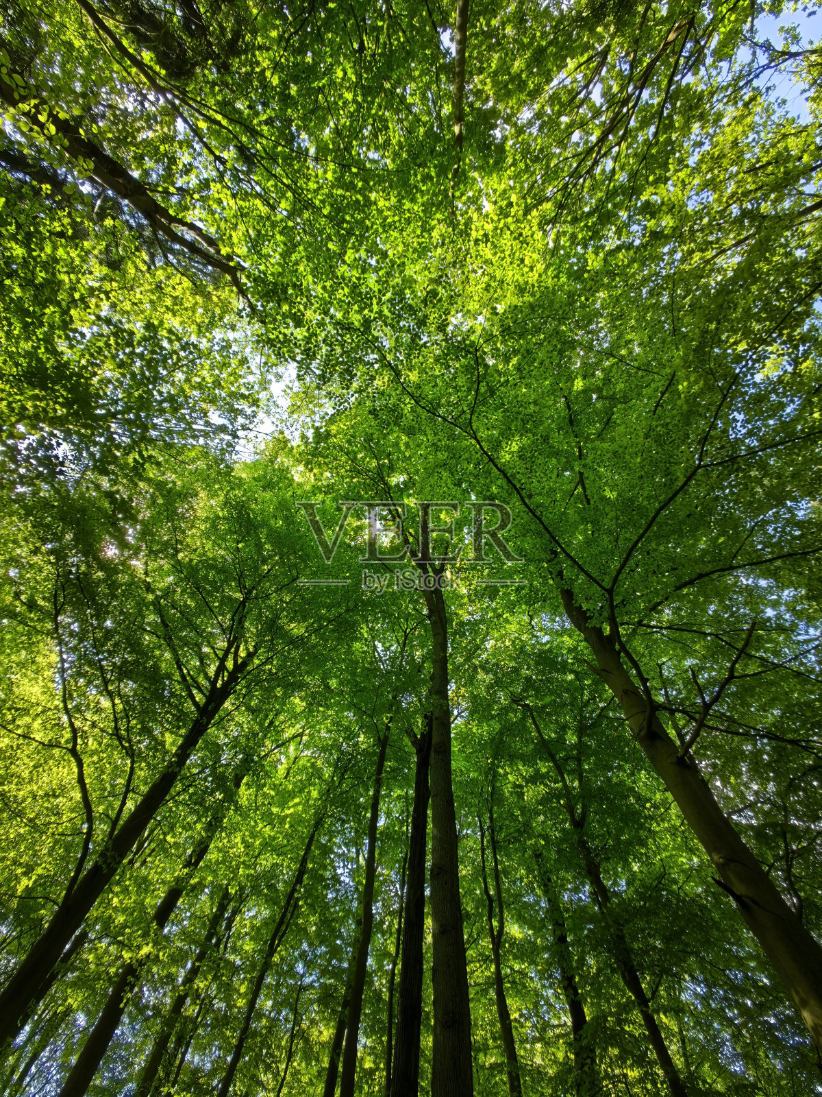 在春天的汉堡周围漫步照片摄影图片