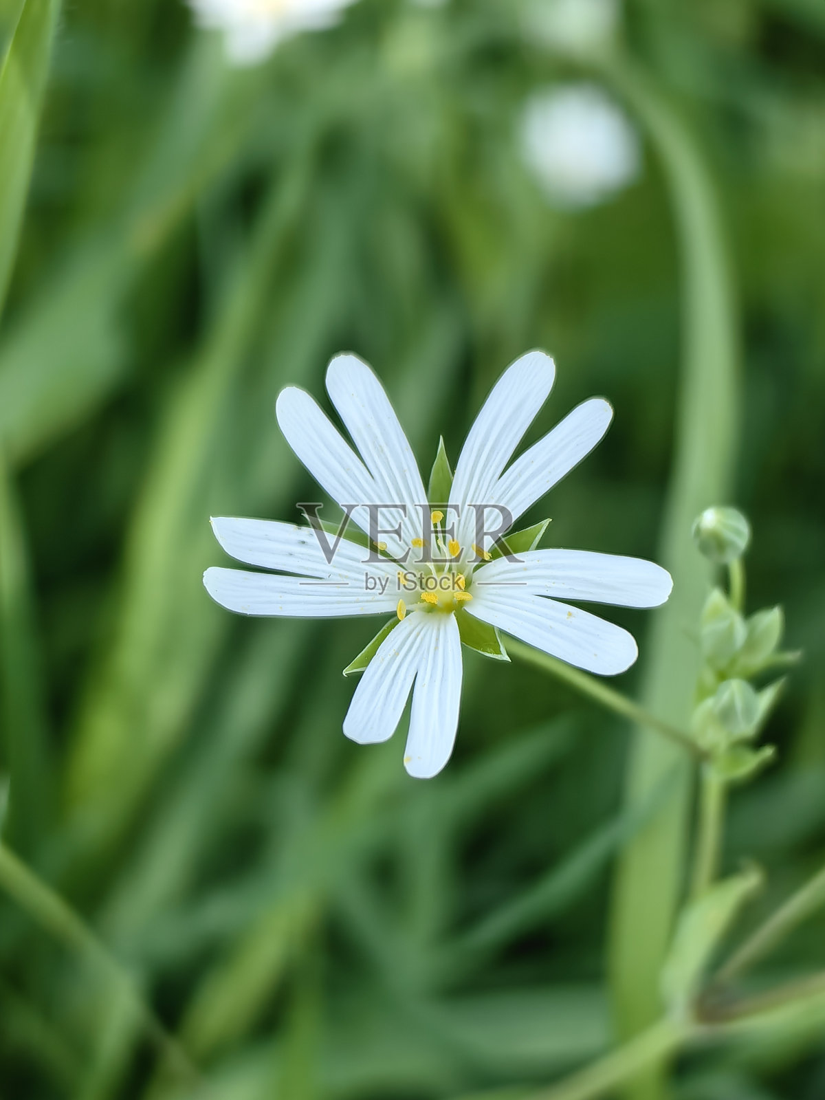 在春天的汉堡周围漫步照片摄影图片