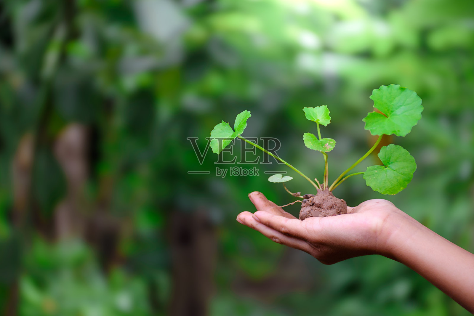 近距离手持积雪草或枸杞植物，森林绿色模糊背景上的土壤为医疗保健药用植物的概念。带土的幼树或草本树苗。照片摄影图片