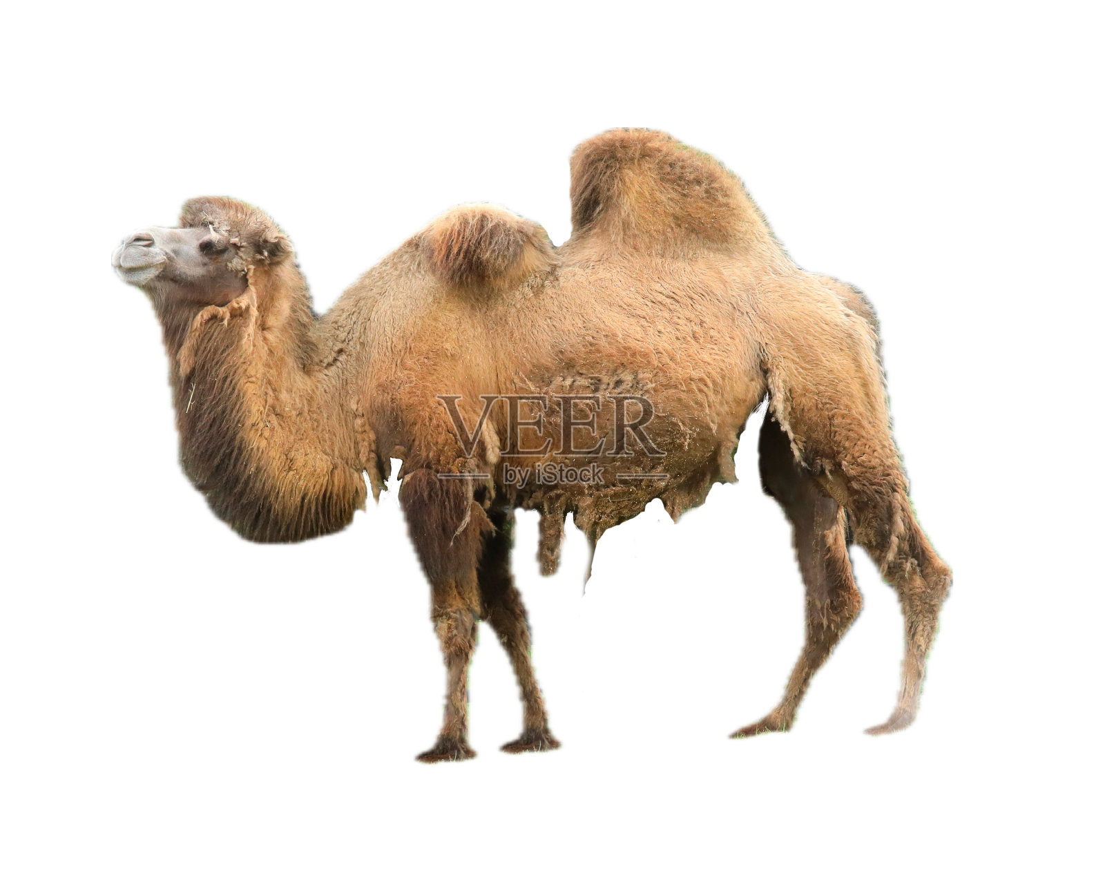 双峰驼照片摄影图片