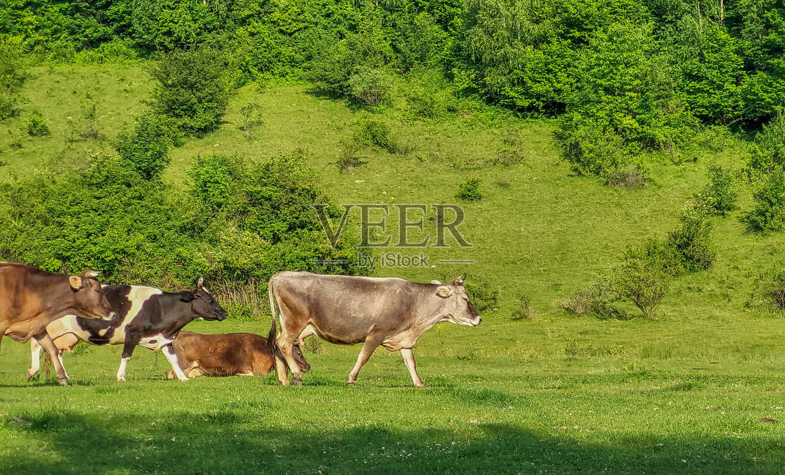 一群牛从牧场走来照片摄影图片