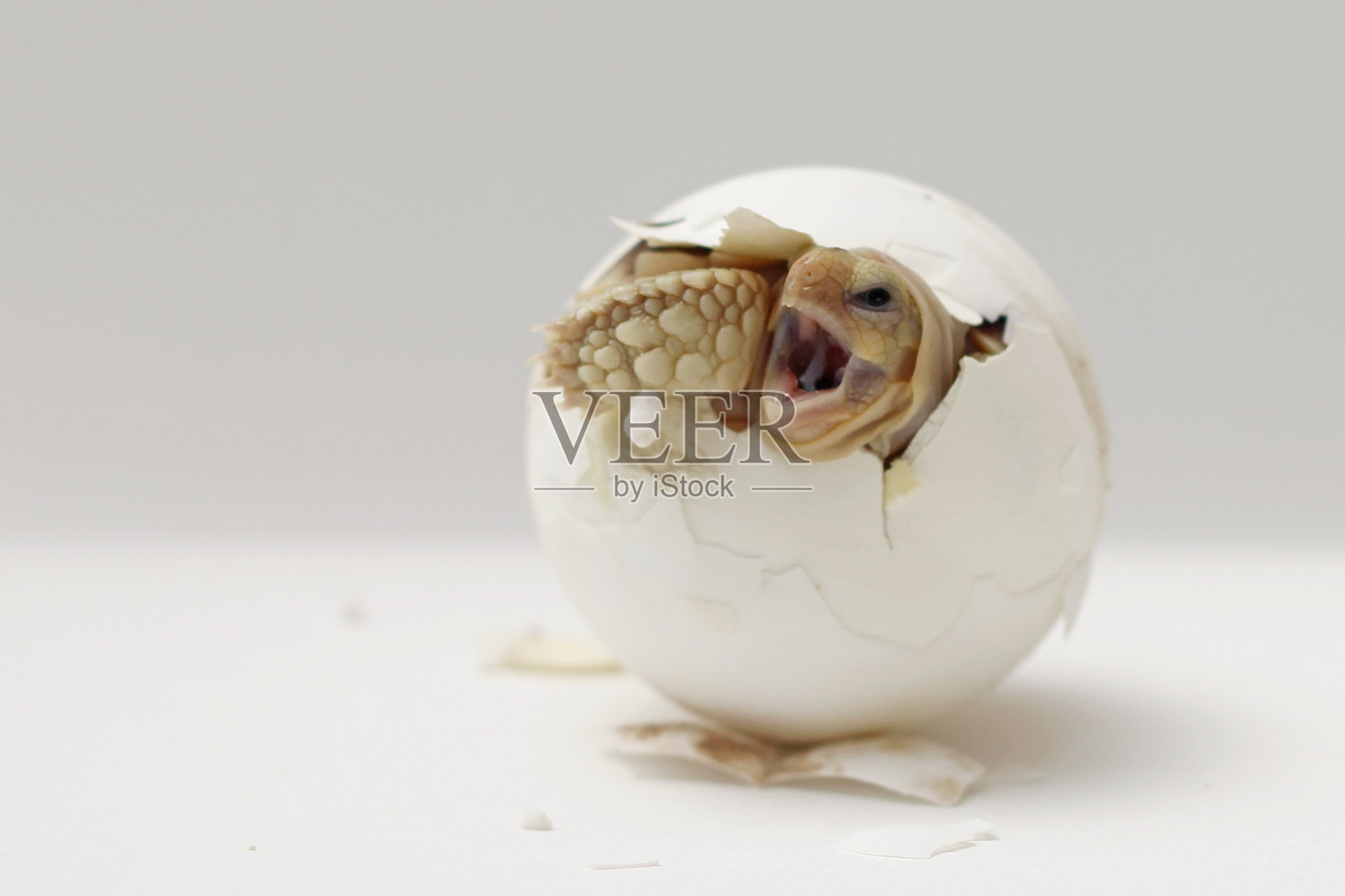 非洲刺龟出生，乌龟从蛋中孵化，可爱的小非洲苏卡塔龟在白色背景前照片摄影图片