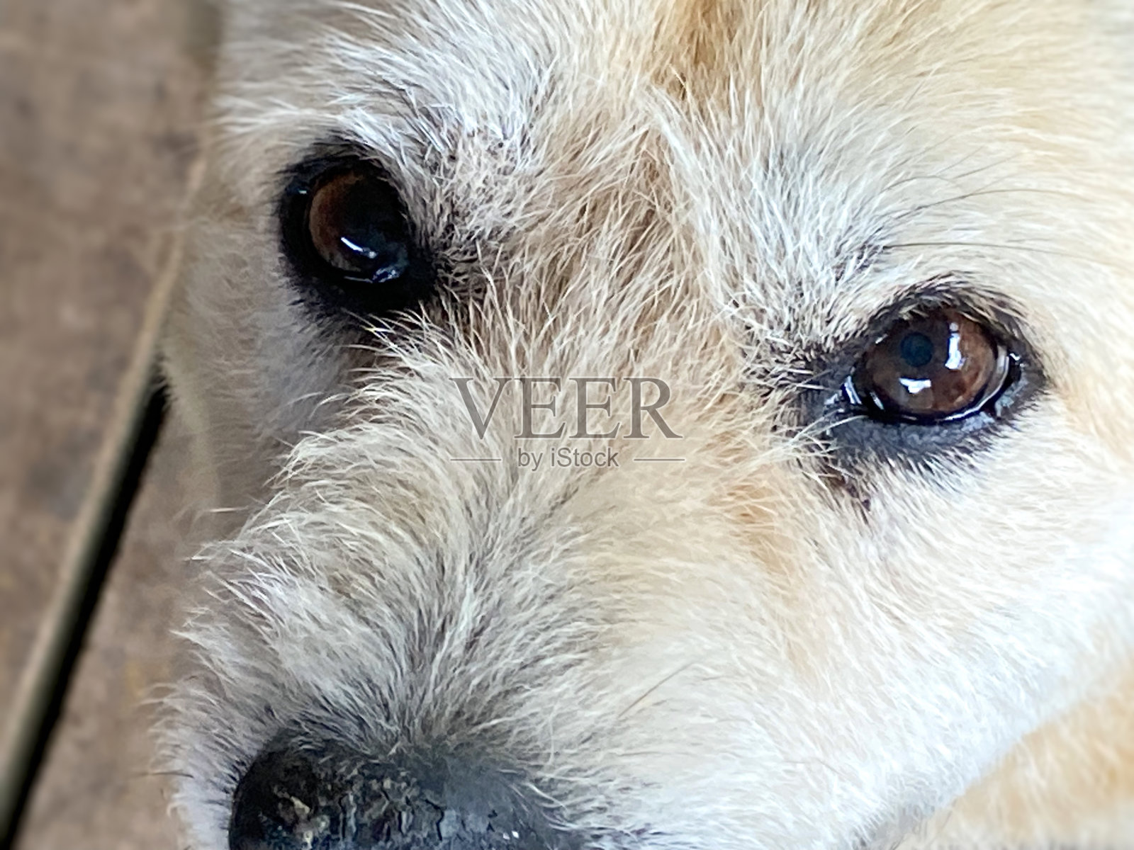 动物的宠物照片摄影图片