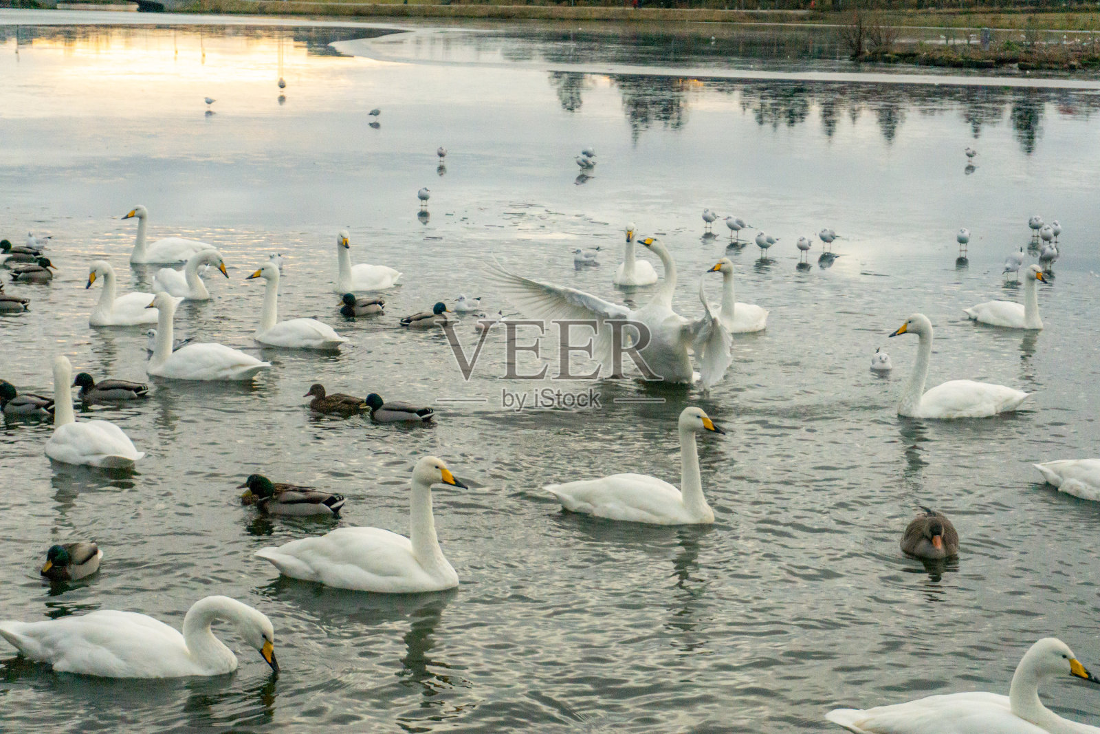海鸟生活天鹅海鸥鸭子在Tjörnin湖Reykjavík冰岛照片摄影图片