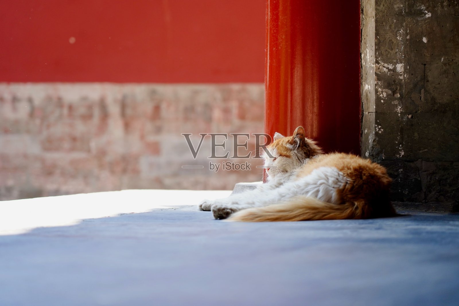 一只猫在北海公园(前皇家花园)的柱子旁睡觉，中国北京照片摄影图片