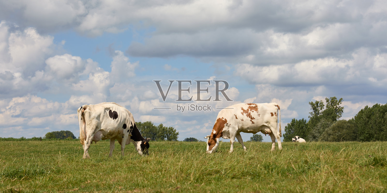 有牛和牧场的乡村景色照片摄影图片