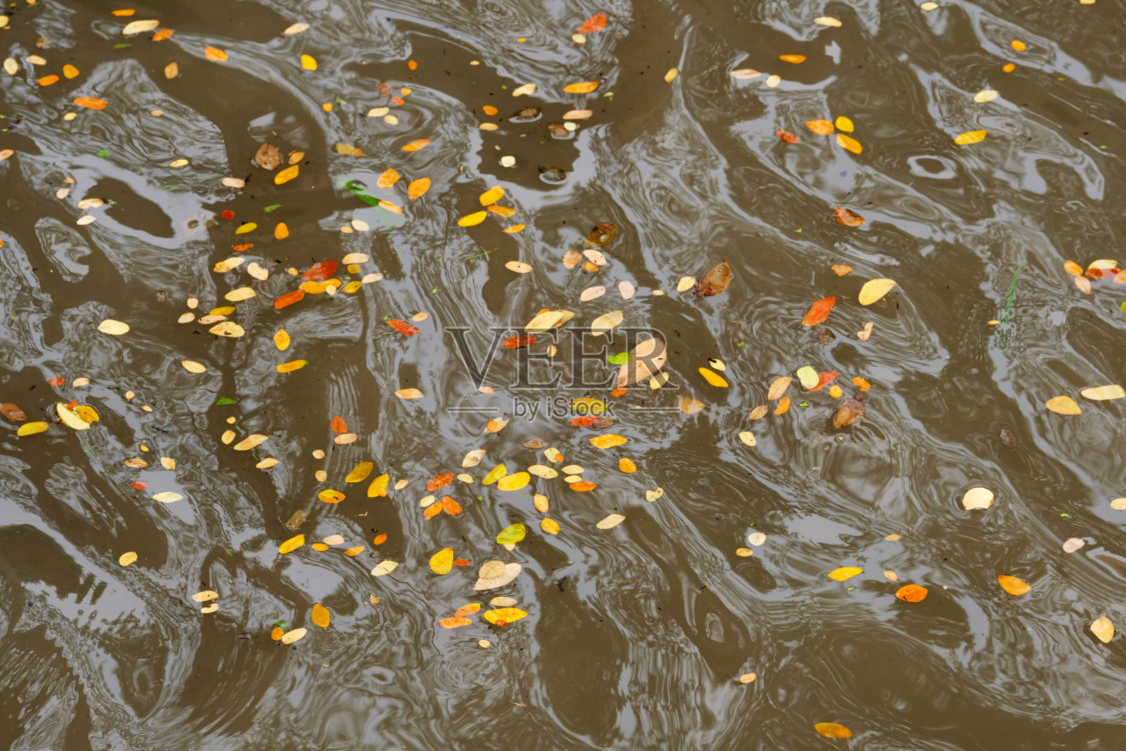 干叶照片摄影图片