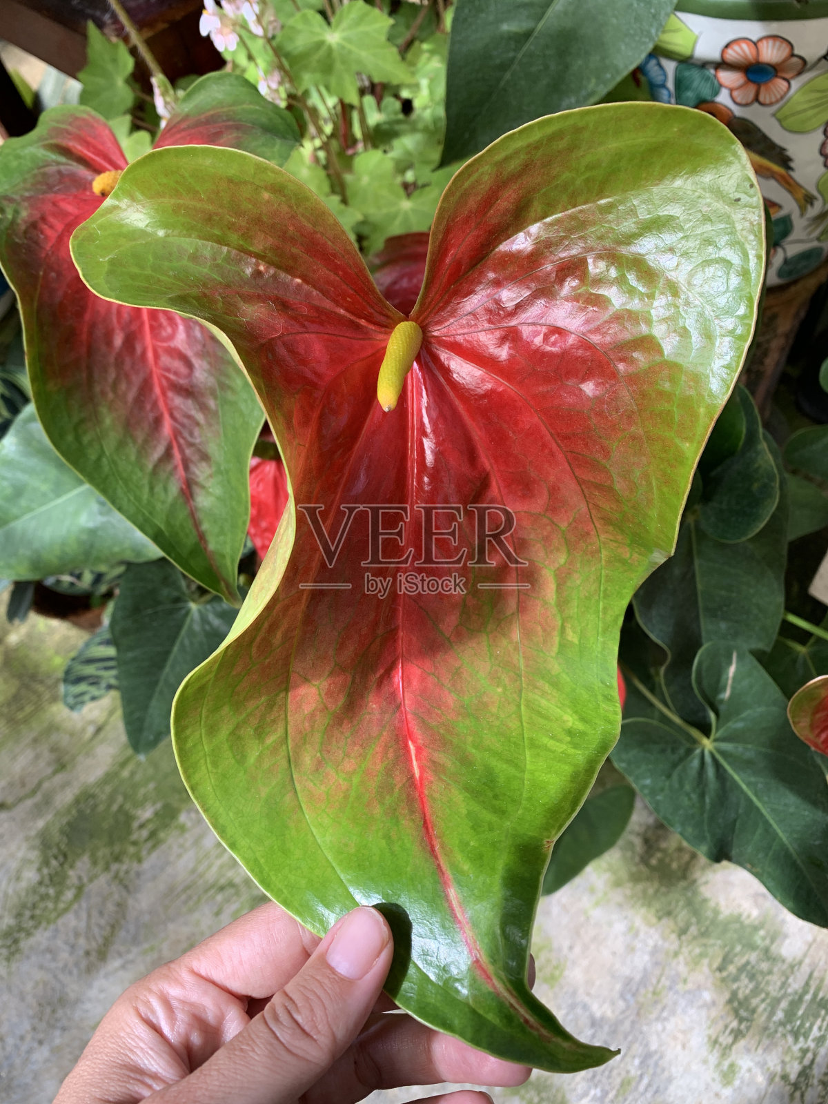 手指握着异域的红绿叶照片摄影图片