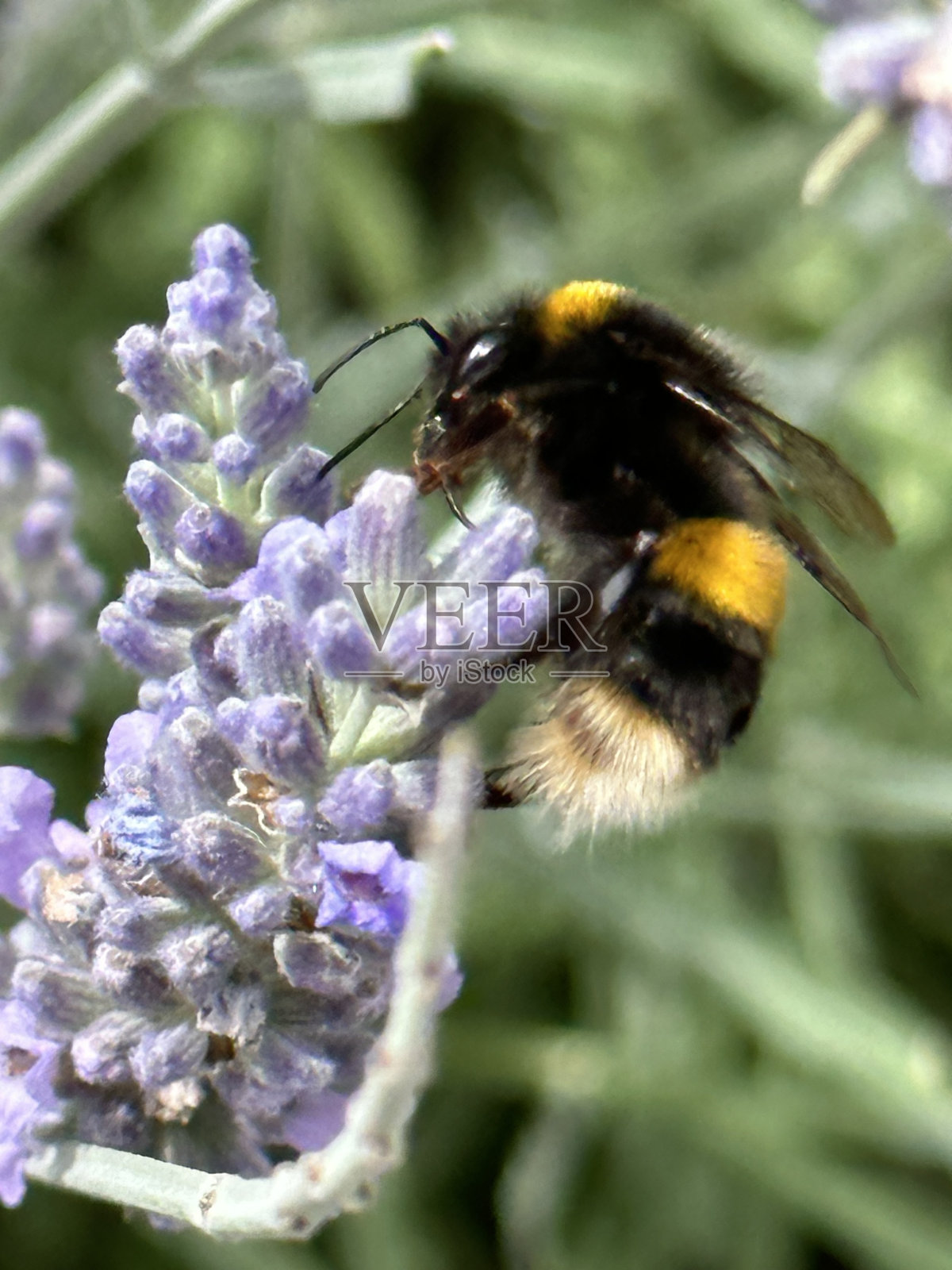 蜜蜂照片摄影图片