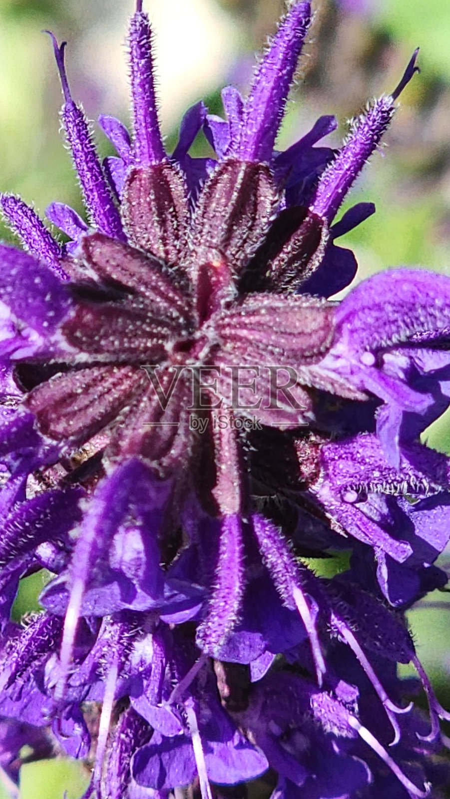 春季多年生植物和特写照片摄影图片