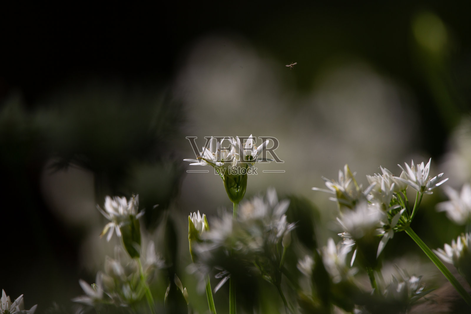 森林带花野熊蒜(Allium ursinum)照片摄影图片