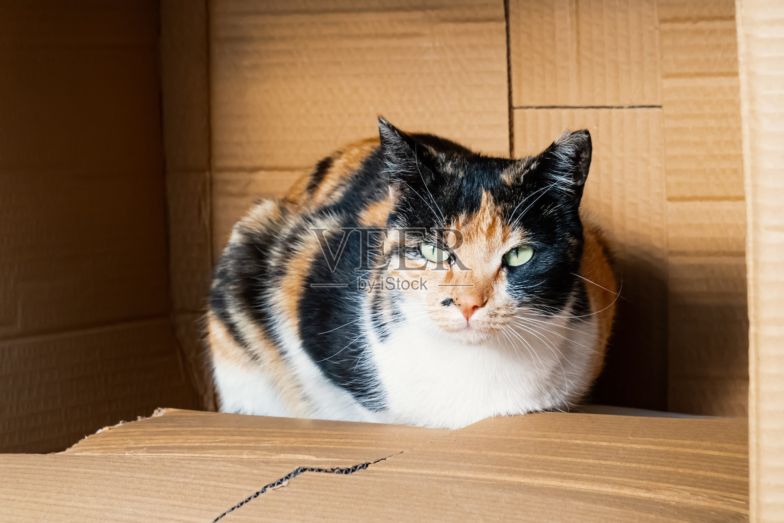 躲在纸板箱里的三色流浪猫照片摄影图片