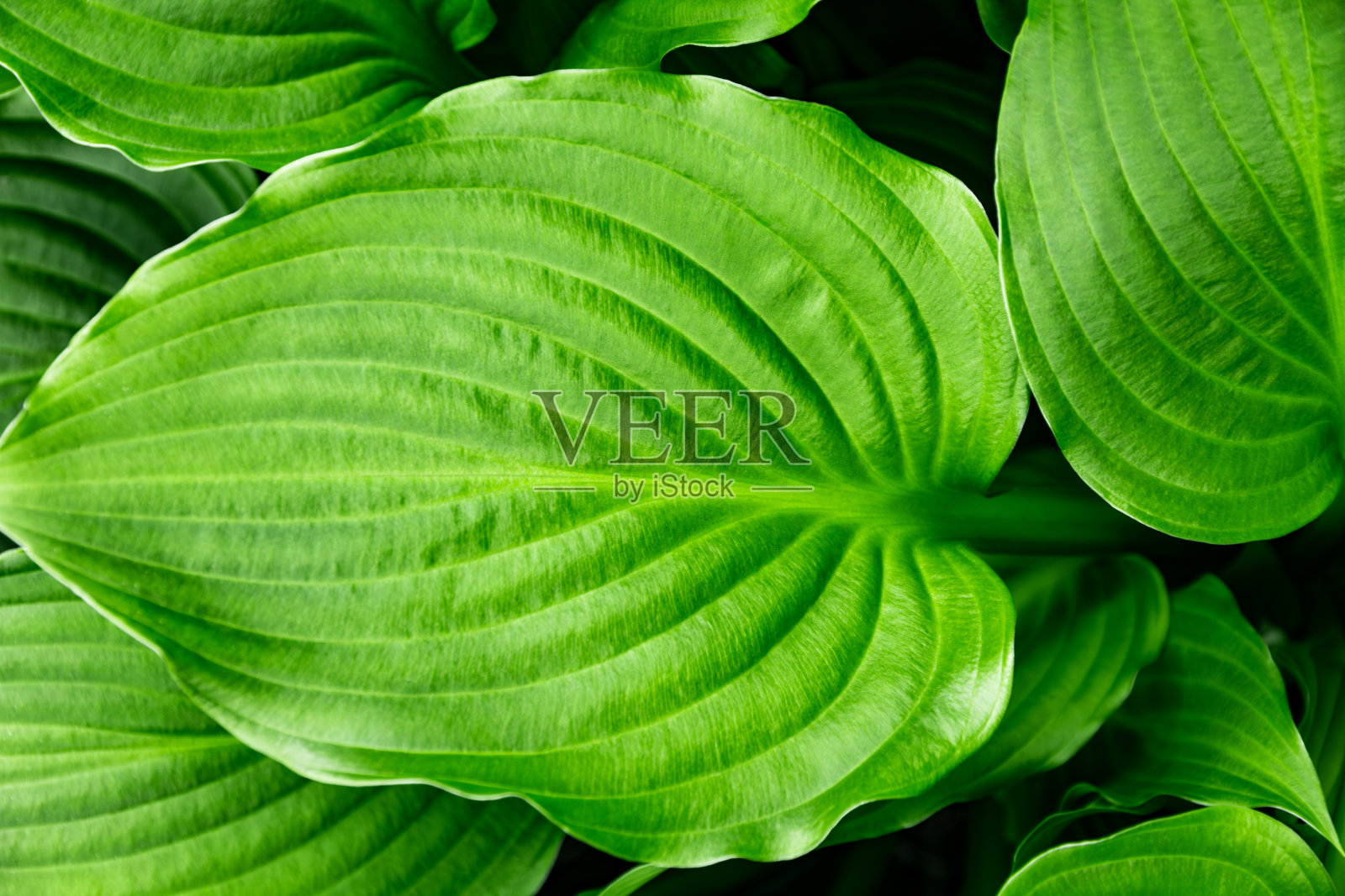 叶子。照片摄影图片