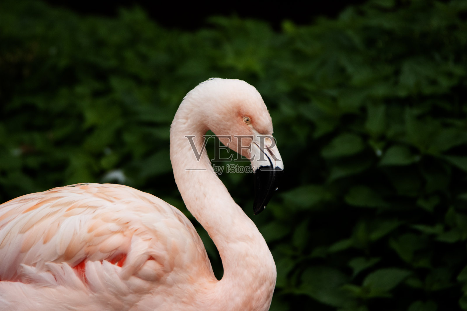 一只智利火烈鸟(智利凤鸟)的头部和颈部的特写，在自然的绿色背景上分离出来照片摄影图片