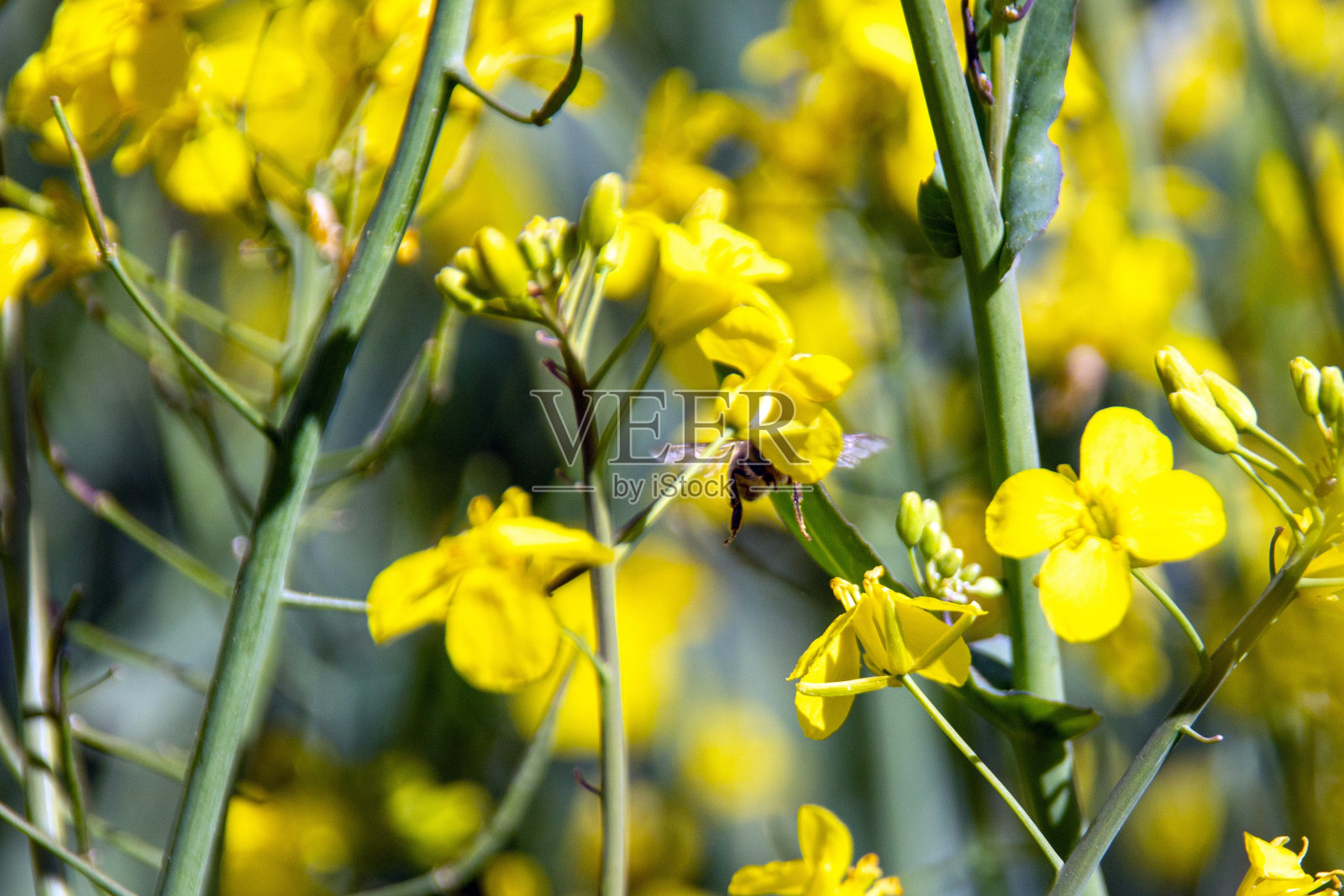 蜜蜂为盛开的油菜花授粉照片摄影图片
