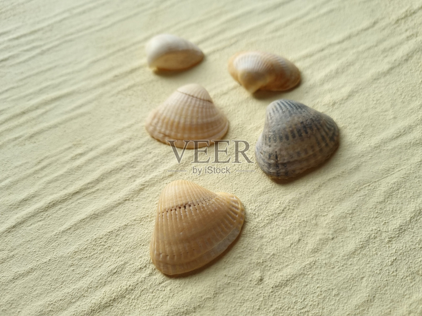 贝壳闭合照片摄影图片