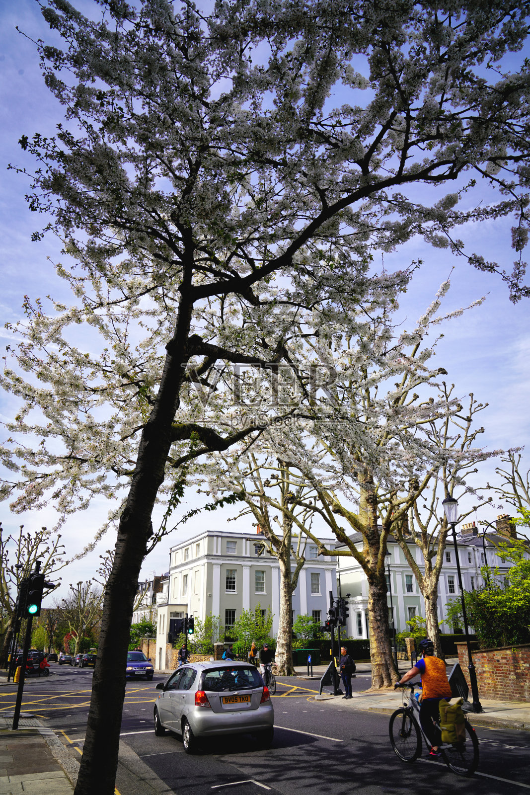 英国伦敦诺丁山拉德布罗克路，肯辛顿和切尔西的成熟树木照片摄影图片