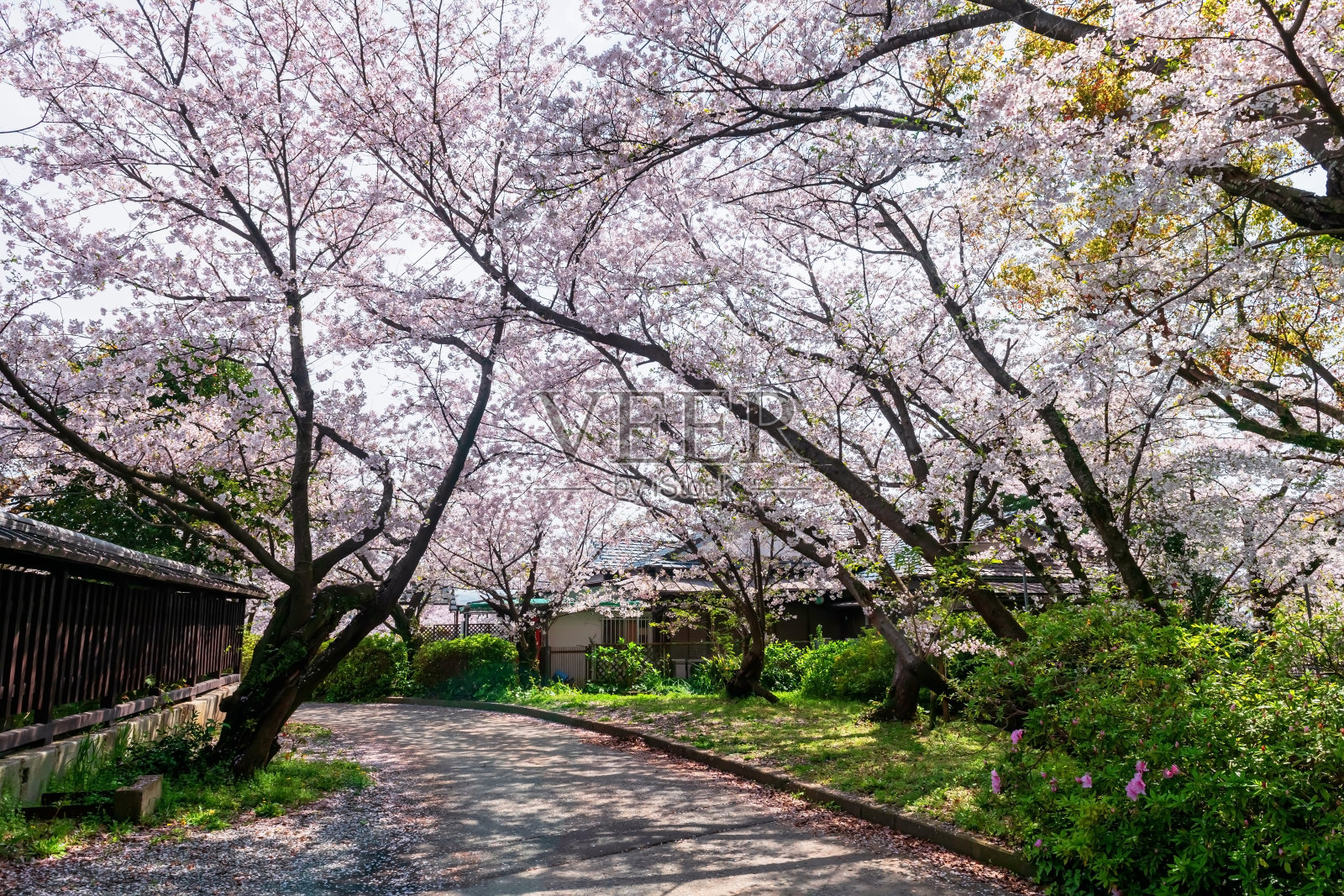 日本九州西公园樱花树隧道里的粉红色樱花照片摄影图片