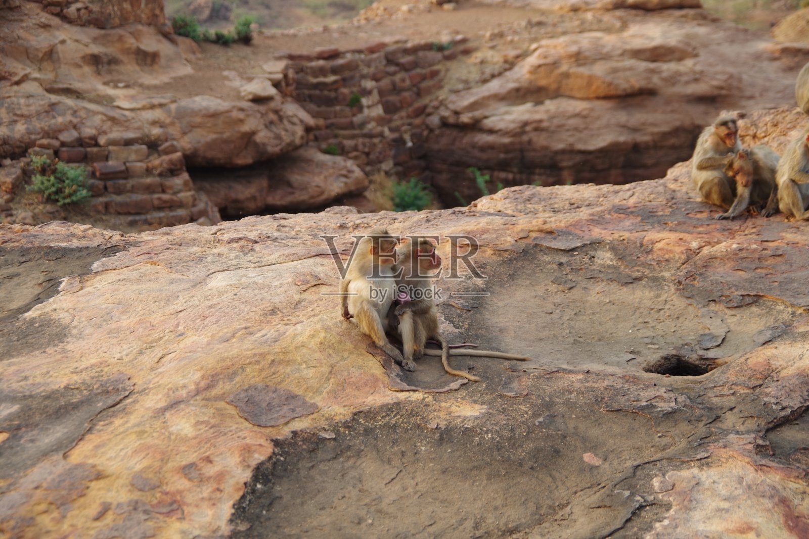 猴子在巴达米堡照片摄影图片
