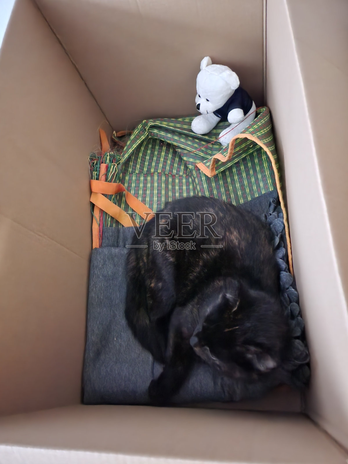 休息的猫。照片摄影图片