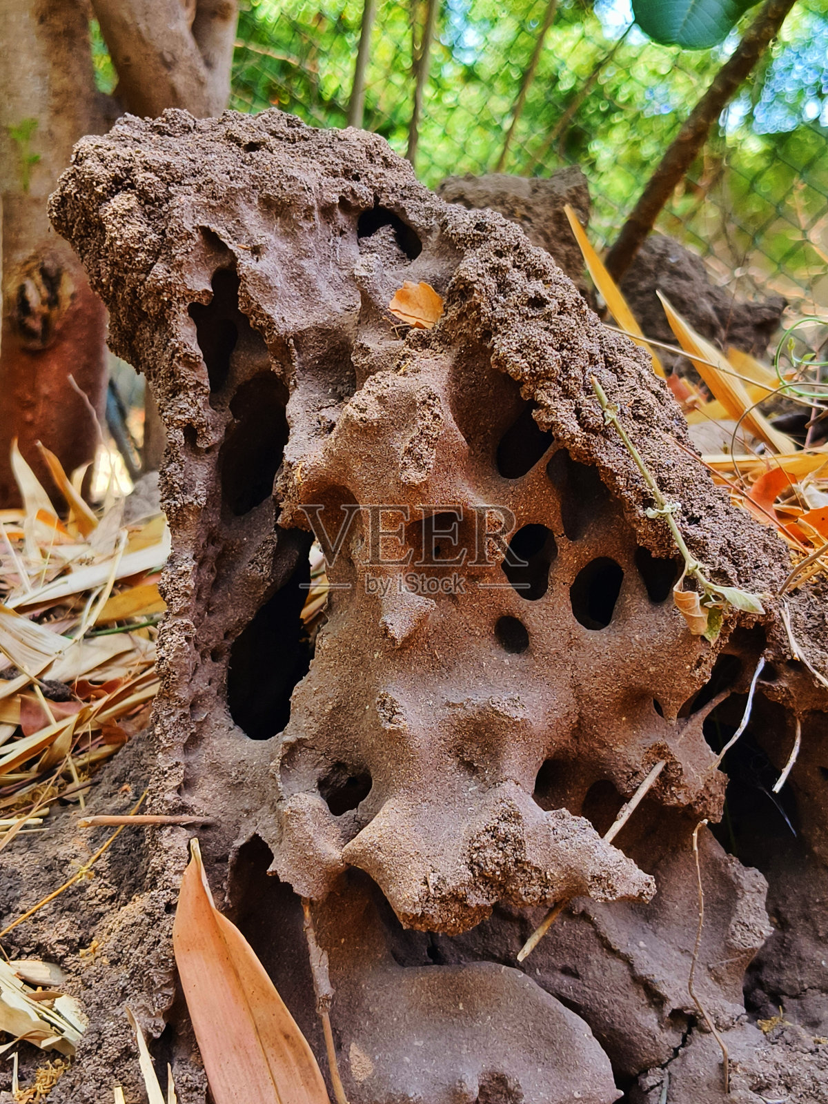 白蚁照片摄影图片