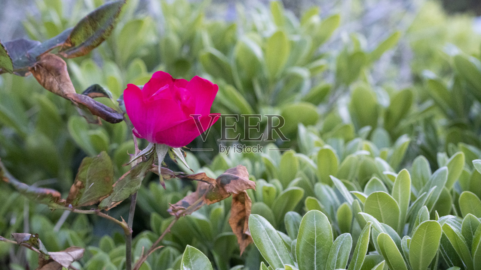粉红色的花照片摄影图片