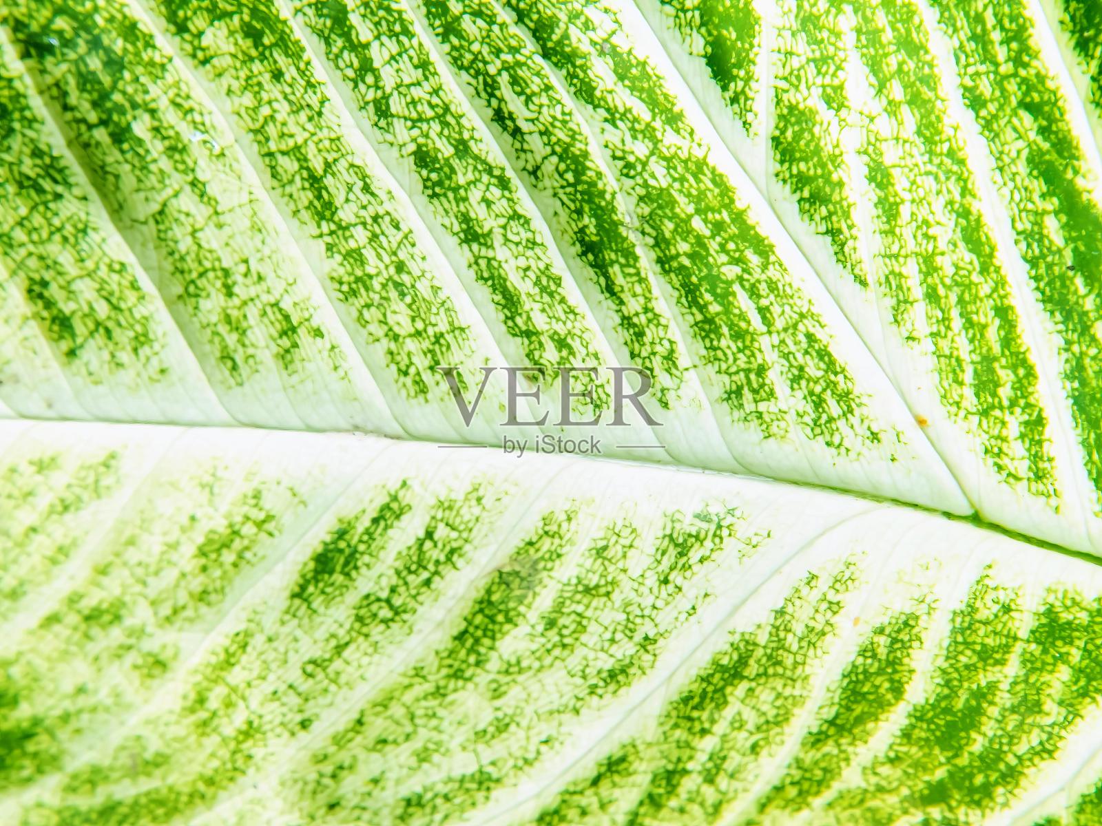 一张带有绿色斑点的叶子的特写照片。照片摄影图片