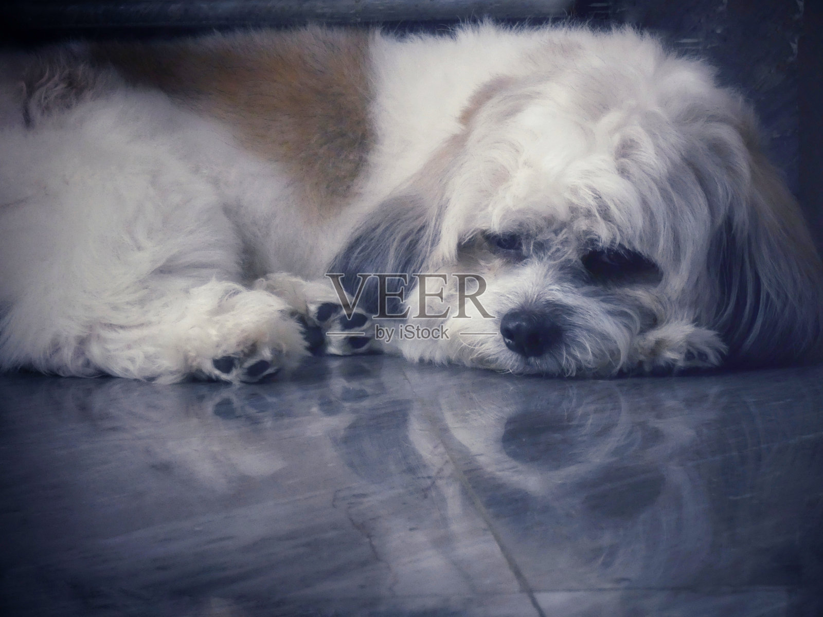 睡觉的狗照片摄影图片